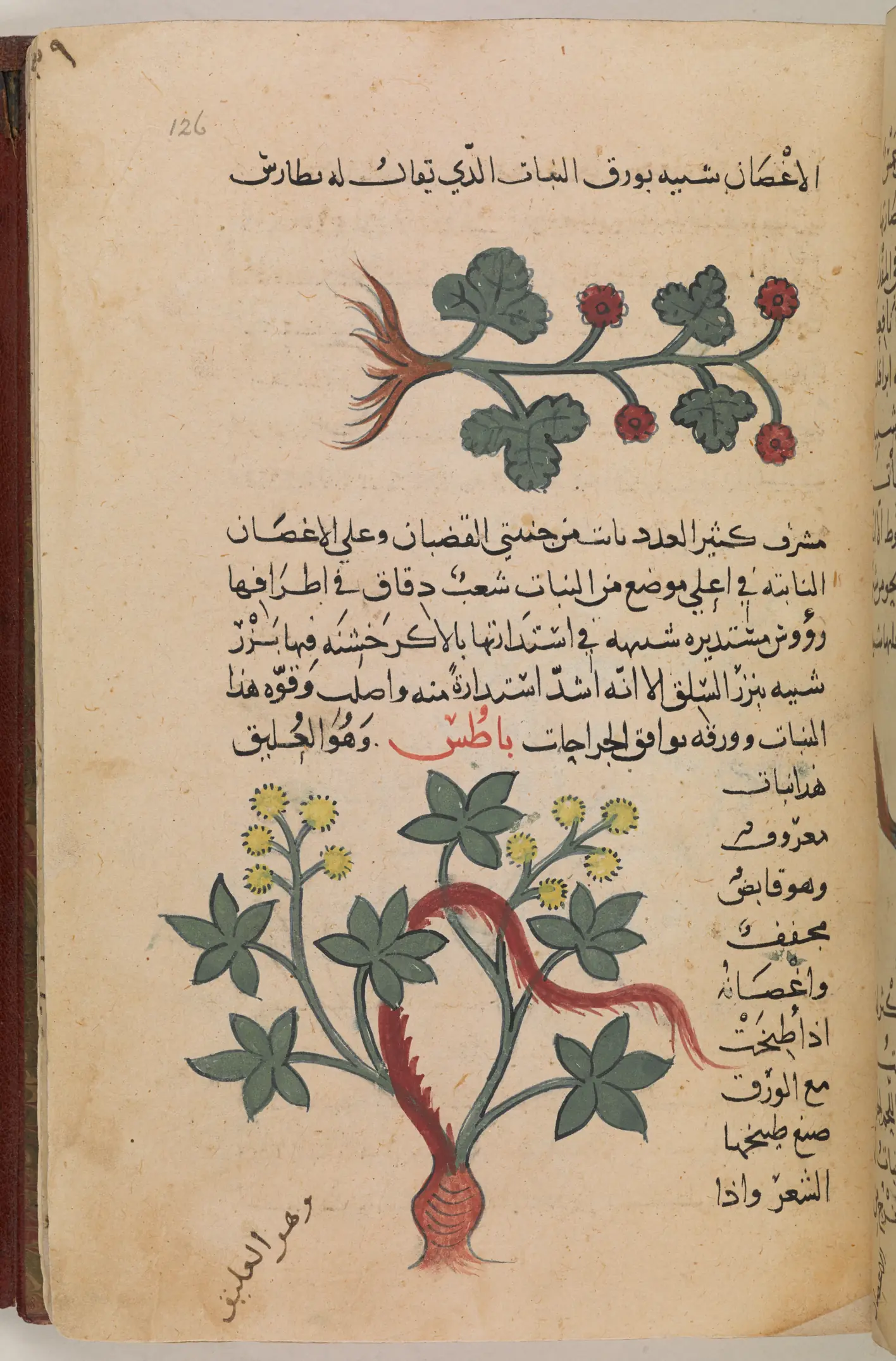 A page of an Arabic manuscript on cream paper: a line of black naskh at the top, a painted plant with red flowers, five lines of text ending in a red heading, and a second painted plant with a thorny red stem beside a narrow column of text; a short note in another hand runs slantwise in the bottom margin.